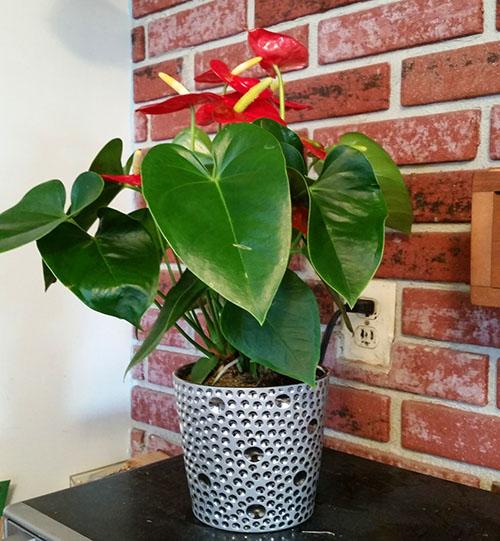 Уход за антуриумом после покупки. Способы пересадки антуриума