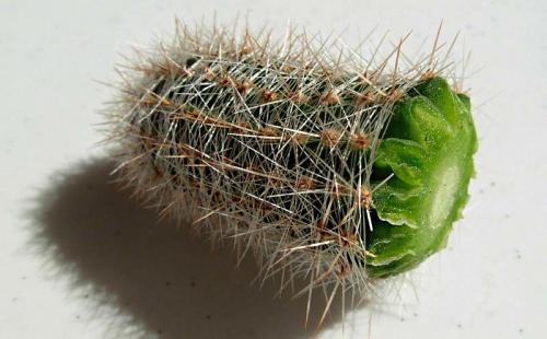Как ухаживать за, кактусом эхинокактус грузони красный. Эхинокактус грузони — колючий шарик из Мексики