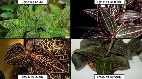 Драгоценная орхидея лудизия уход. Драгоценная орхидея – виды, уход, болезни