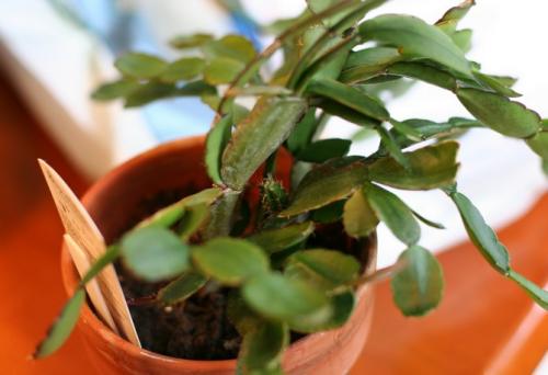 Рипсалидопсис оранжевый. Рипсалидопсис