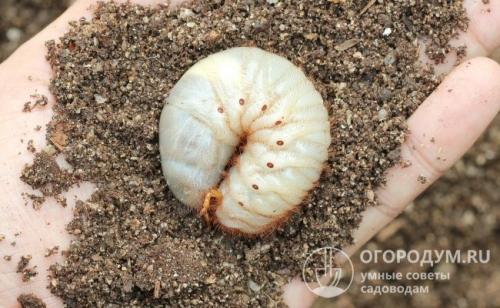 Личинки майского жука, как с ними бороться. Как избавиться от личинок майского жука в саду и огороде навсегда