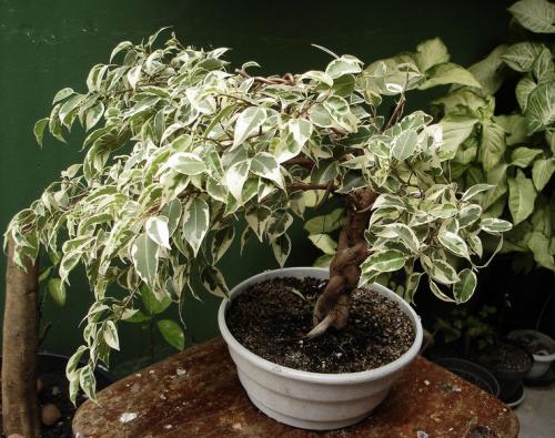 Фикус Бенджамина