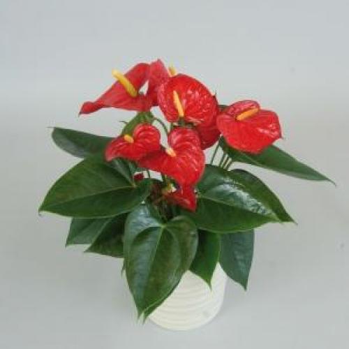 Как ухаживать за антуриумом в домашних условиях в горшке для начинающих. Уход за антуриумом в домашних условиях, основные правила