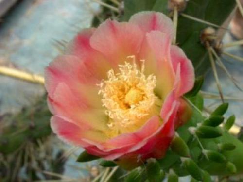 Опунция бразильская уход в домашних условиях. Опунция субулата