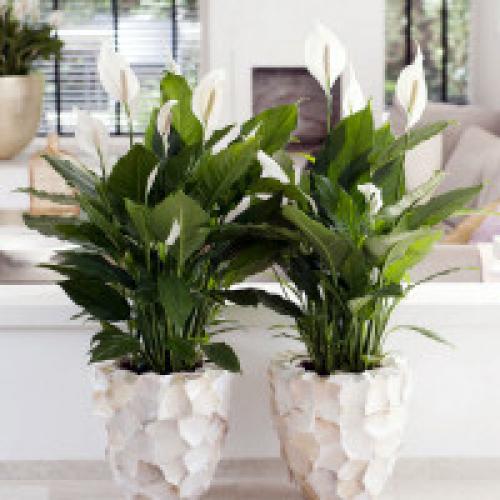 Спатифиллум цветок Женское счастье уход в домашних условиях. Цветок Спатифиллум – уход в домашних условиях