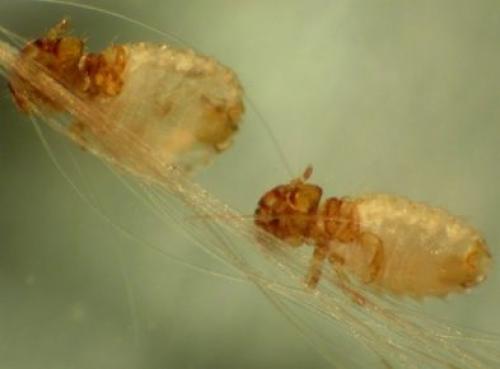 Почему у кота выпадают усы, что делать. Почему у кота выпадают или ломаются усы