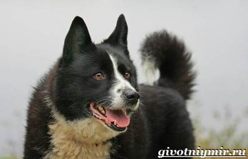 Корельская медвежья собака. Карельская медвежья собака. Описание, особенности, уход и цена породы