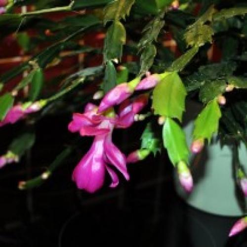 Шлюмбергера – цветущая классика с ностальгическим шармом