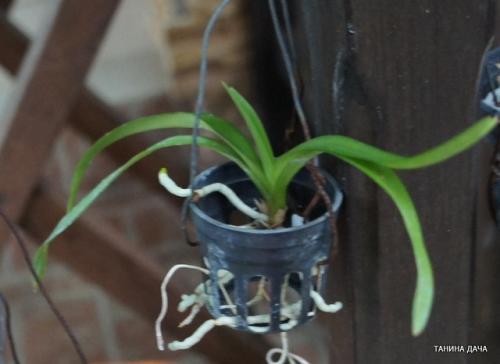 Детка ванды уход. Орхидеи. Ванда. Выращивание деток