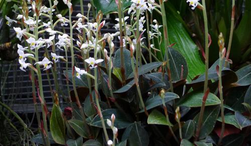 Драгоценная орхидея Лудизия: уход в домашних условиях