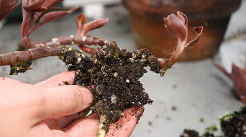 Драгоценная орхидея лудизия уход. Драгоценная орхидея – виды, уход, болезни