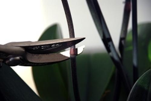 Как обрезать орхидею после цветения. 