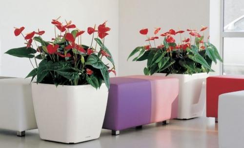 Anthurium red king уход в домашних условиях. Антуриумы сорта ред (
