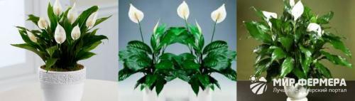 Спатифиллум цветок Женское счастье уход в домашних условиях. Цветок Спатифиллум – уход в домашних условиях
