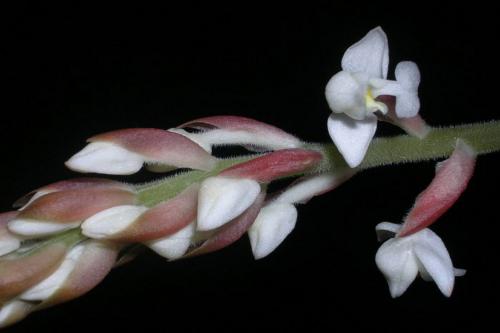 Лудизия сорта. Орхидея лудизия – миниатюрные цветы и яркие листья