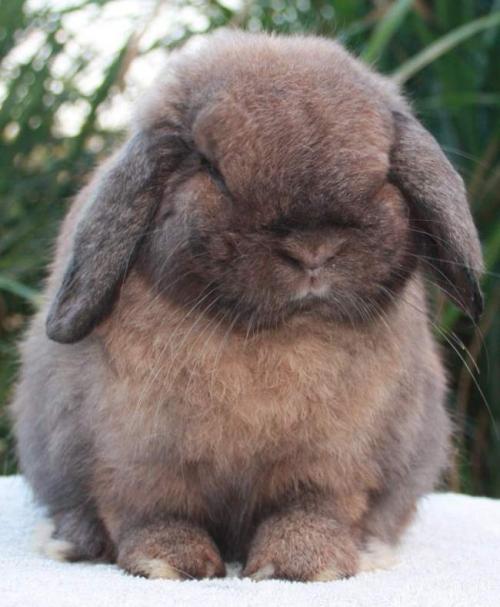 Декоративный Кролик длинношерстный. Породы карликовых кроликов
