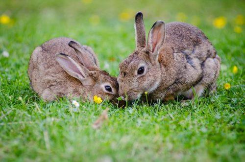 Как узнать, что крольчиха беременна признаки в. Признаки беременности крольчихи