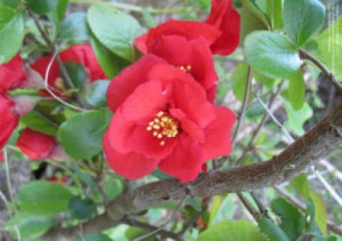 Хеномелес. Разновидности и сорта айвы японской