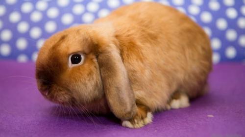 Декоративный Кролик длинношерстный. Породы карликовых кроликов