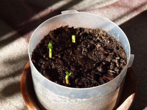 Адениум бёма. Адениум