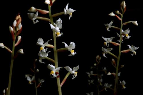 Лудизия сорта. Орхидея лудизия – миниатюрные цветы и яркие листья