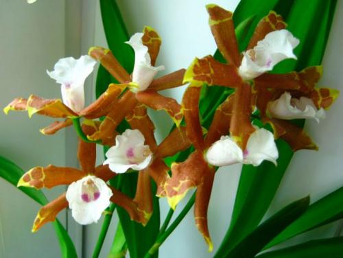 Орхидея мильтония микс Уход в домашних условиях. Орхидея мильтония