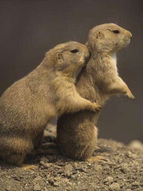 Как бороться с луговыми собачками на даче. Полевая собачка: описание, особенности борьбы и образ жизни