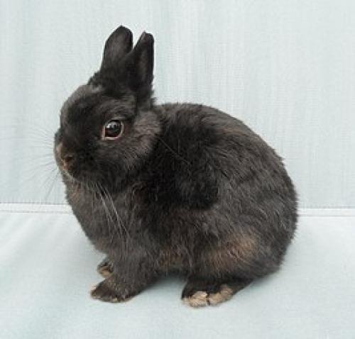 Голландский декоративный кролик. Нидерландский карликовый кролик