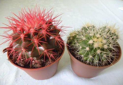 Эхинокактус Грузони рейнбоу уход в домашних условиях. Секреты ухода за эхинокактусом в домашних условиях