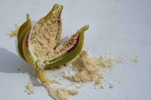 Уход за деткой орхидеи ванда. Размножение