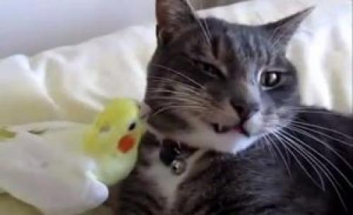 Почему у мейн куна выпадают усы. Какова причина?