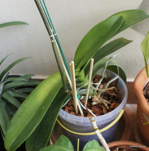 Орхидеи. Фаленопсис. Моя ошибка при пересадке после покупки