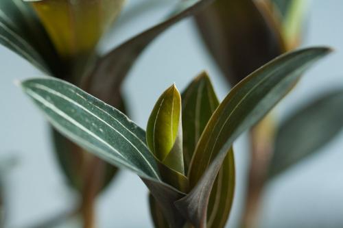 Лудизия сорта. Орхидея лудизия – миниатюрные цветы и яркие листья