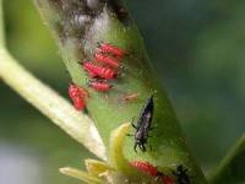 Как укоренить лудизию. Уход за лудизией