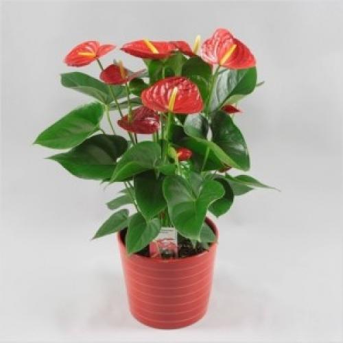 Anthurium red king уход в домашних условиях. Антуриумы сорта ред (