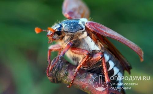 Личинки майского жука, как с ними бороться. Как избавиться от личинок майского жука в саду и огороде навсегда
