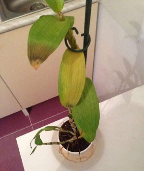 Орхидея наращивает листья и не цветет. 