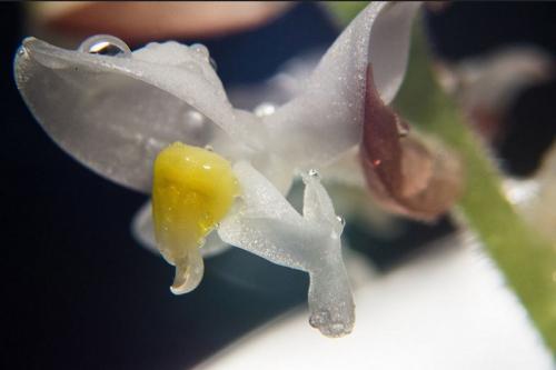 Лудизия сорта. Орхидея лудизия – миниатюрные цветы и яркие листья