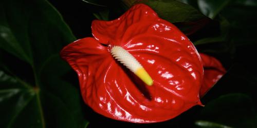 Anthurium dakota уход в домашних условиях. Как вырастить антуриум у себя на подоконнике. Советы по уходу