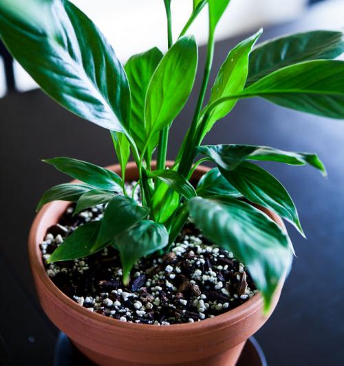 Цветок спатифиллум уход в домашних условиях пересадка. Цветок спатифиллум