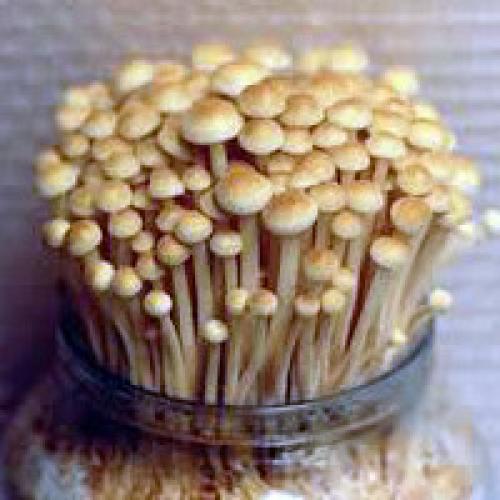 Выращивание опят на пеньках в домашних условиях. Выращивание опят в домашних условиях