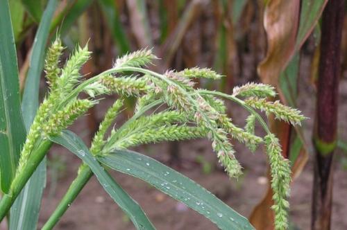 Борьба С сорняками на участке осенью. Какую опасность представляют сорняки