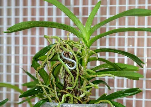 Ванда Детки уход. Размножение орхидеи ванда