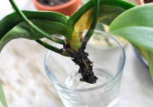 орхидея обрезка корней. пошаговая инструкция по обрезке