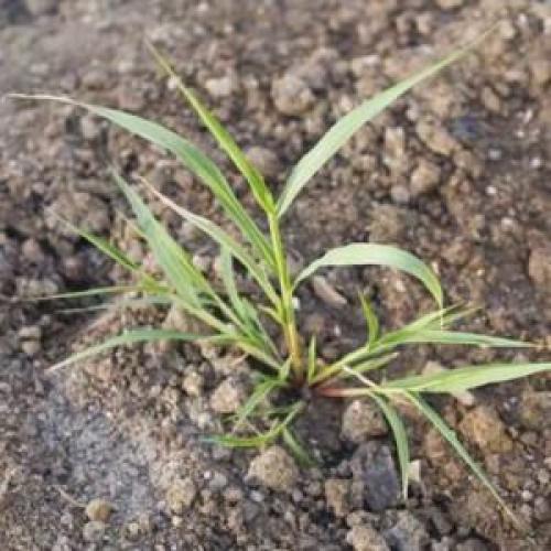 Борьба С сорняками на огороде по современному осенью. Всё в твоих руках