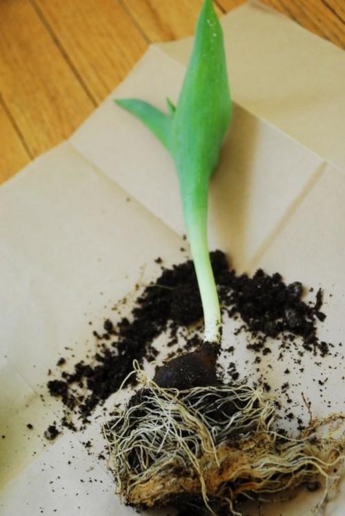 Растения Лилейные комнатные. Общая характеристика и классификация семейства Лилейных 10