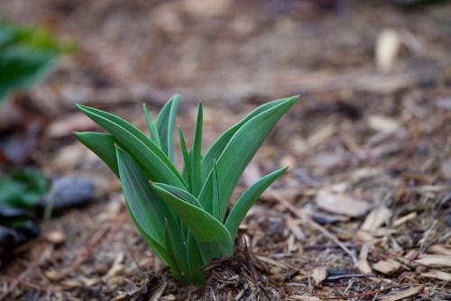 Растения Лилейные комнатные. Общая характеристика и классификация семейства Лилейных 12
