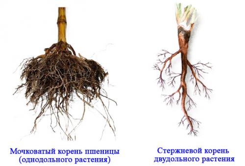 Лилейные формула цветка. . Класс Однодольные. Семейства Лилейные и Злаки