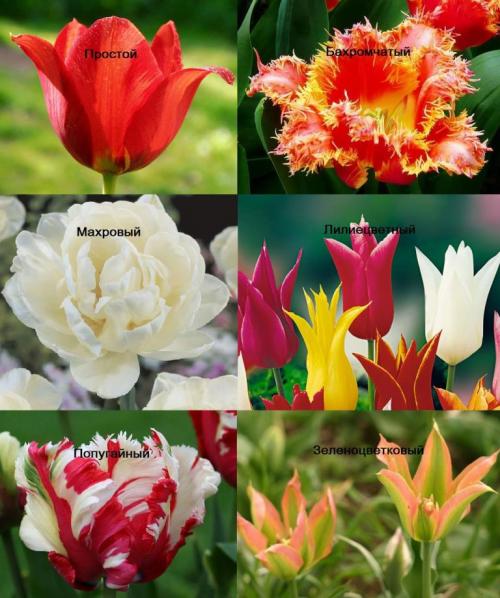 Растения Лилейные комнатные. Общая характеристика и классификация семейства Лилейных 13