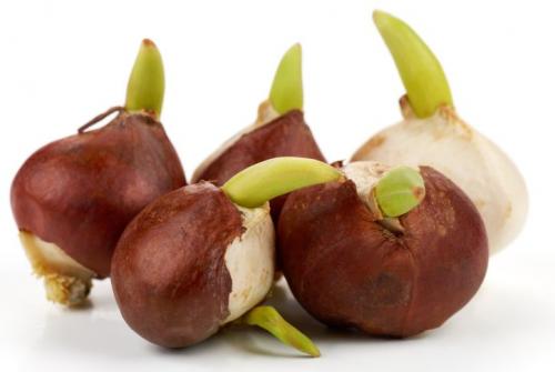 Растения Лилейные комнатные. Общая характеристика и классификация семейства Лилейных 09